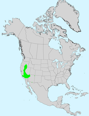 North America species range map for Chaenactis xantiana: North America species range map for Chaenactis stevioides: North America species range map for Chaenactis carphoclinia: North America species range map for Centaurea solstitialis: North America species range map for Centaurea melitensis: Click image for full size map